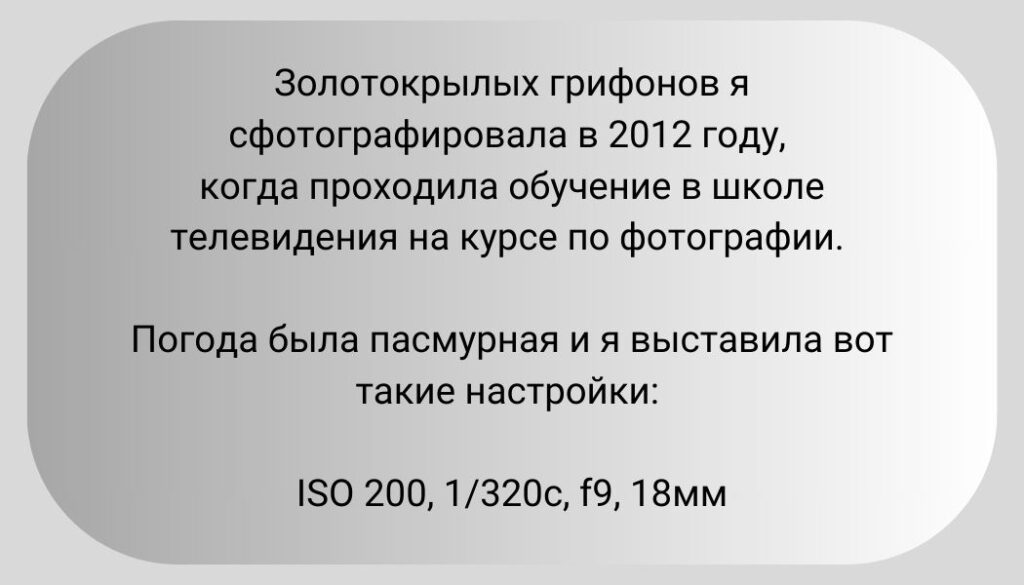 Настройки фотографии грифонов