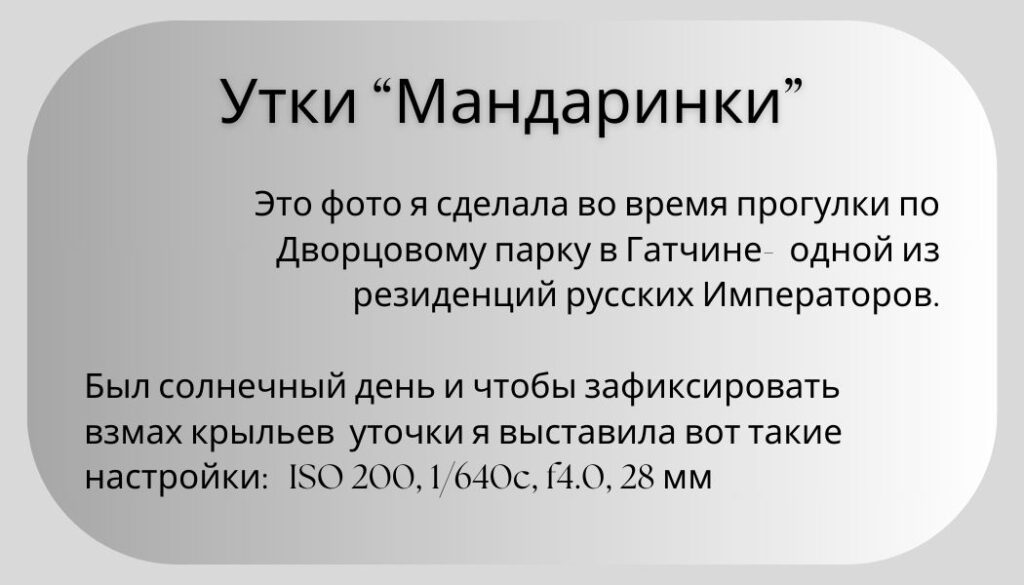 Параметры настроек для фотографии уточек мандаринок в дворцовом парке города Гатчины Параметры настроек для фотографии уточек мандаринок в дворцовом парке города Гатчины